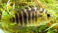 Australoheros facetus, Chameleon cichlid: aquarium