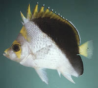 Chaetodon flavocoronatus, Yellow-crowned butterflyfish: aquarium