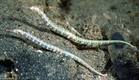 Corythoichthys intestinalis, Scribbled pipefish: aquarium