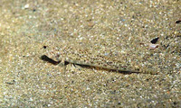 Pomatoschistus marmoratus, Marbled goby: