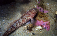 Psammogobius knysnaensis, Knysna sandgoby: