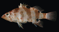 Plectranthias fourmanoiri, Doublespot perchlet: