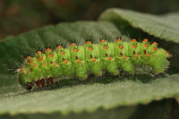 Saturnia pyri - Great Peacock