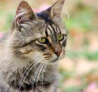 Image of: Felis silvestris (wild cat)