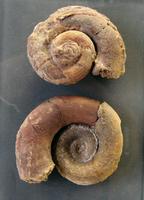 Beraunia bohemica