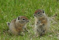 Image of: Spermophilus beldingi (Belding's ground squirrel)