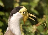 Vanellus miles - Masked Lapwing