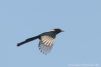 Pica pica - European Magpie