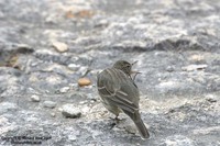 Anthus petrosus - Rock Pipit