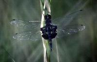 Image of: Tramea lacerata (black saddlebags)