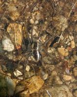 Image of: Dolomedes