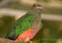 Pharomachrus auriceps - Golden-headed Quetzal