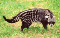 Civettictis civetta - African Civet