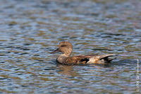 Image of: Anas strepera (gadwall)