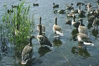 Image of: Anser fabalis (bean goose)