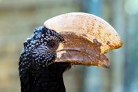 Image of: Bycanistes brevis (silvery-cheeked hornbill)