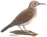 Image of: Certhilauda curvirostris (long-billed lark)