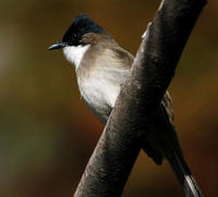 Image of: Pycnonotus xanthorrhous (brown-breasted bulbul)