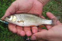 Squalius cephalus - European Chub