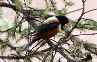 Image of: Turdus kessleri (Kessler's thrush)