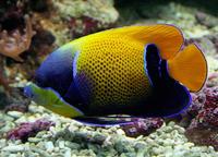 Pomacanthus navarchus - Blue Girdled Angelfish