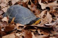 Image of: Emydoidea blandingii (Blanding's turtle)