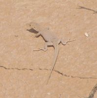 Acanthodactylus scutellatus