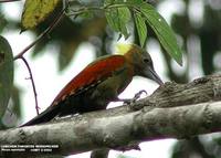 Checker-throated Woodpecker - Picus mentalis