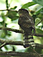 Malaysian Hawk Cuckoo - Cuculus fugax