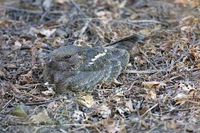 Savanna Nightjar - Caprimulgus affinis