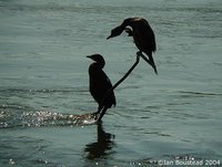 Pygmy Cormorant - Phalacrocorax pygmeus