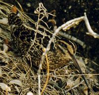 Wood Snipe - Gallinago nemoricola