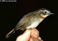 Rufous-throated Fulvetta - Alcippe rufogularis