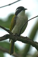 White throated Honeyeater