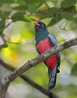 Slaty-tailed Trogon (Trogon massena) photo