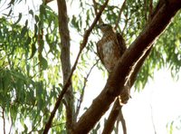 Red Goshawk - Erythrotriorchis radiatus