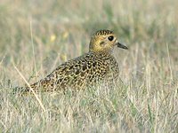 Eurasian Golden-Plover - Pluvialis apricaria