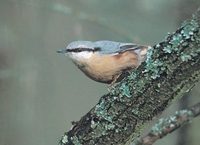 Eurasian Nuthatch (Sitta europaea) photo