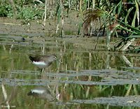 Green Sandpiper - Tringa ochropus