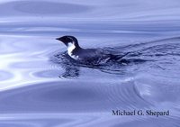 Ancient Murrelet - Synthliboramphus antiquus