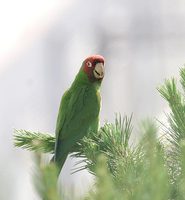 Red-masked Parakeet - Aratinga erythrogenys