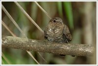 Band-tailed Nighthawk - Nyctiprogne leucopyga