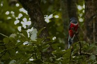 Malabar Trogon - Harpactes fasciatus