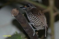 White-barred Piculet - Picumnus cirratus