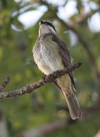 Piratic Flycatcher - Legatus leucophaius