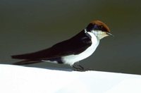 Wire-tailed Swallow - Hirundo smithii