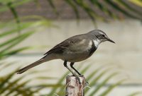 Cape Wagtail - Motacilla capensis