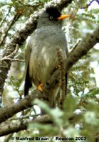 Reunion Bulbul - Hypsipetes borbonicus