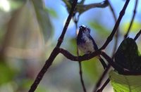 Indigo Flycatcher - Eumyias indigo