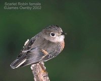 Scarlet Robin - Petroica multicolor